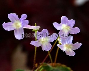 Micro Mini Sinningia pusilla