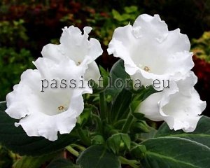 Gloxinia PF-GRANDE BIANCO