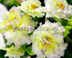 African Violet Seeds LE-ZOLOTO NIBELUNGOV x other hybrids