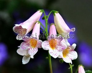 Smithiantha PF-CARNIVAL 