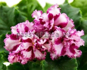 African Violet Seeds LE-WHIPPED CREAM x other hybrids