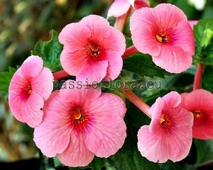Achimenes Seeds PRETTY KITTY x other hybrids