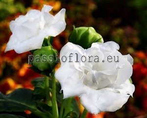 Gloxinia PF-MAGIC 