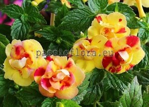 Achimenes Seeds HOT SPOT x other hybrids 