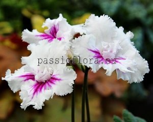 Streptocarpus Seeds DS-RASBERRY STREAMS LUX x other hybrids