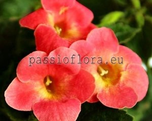 Achimenes Seeds GINGER PEACHY x other hybrids 