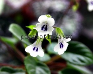 Metapetrocosmea tamiana seeds  x self