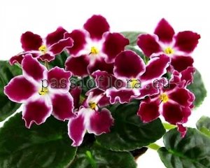 African Violet Seeds RM-AMALIA x other hybrids 