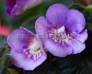 Mini Sinningia SRG'S BLUE WIZZ
