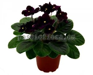 African Violet Seeds MAC'S ! KUNG x other hybrids