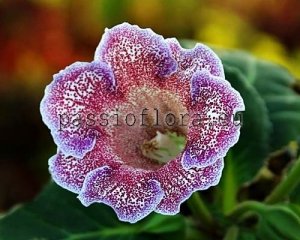 Gloxinia Seeds PF-OASIS x other hybrids