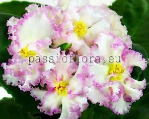 African Violet Seeds RS-GOLDEN LUXURY x other hybrids