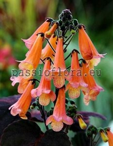 Smithiantha Seeds PF-DIANA x other hybrids