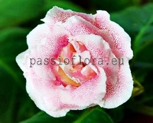 Gloxinia Seeds GLOXINIA  2 x other hybrids