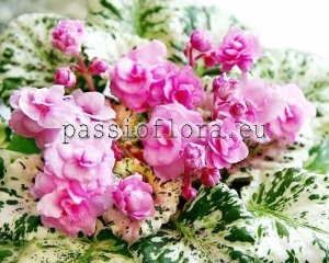 African Violet Seeds ROSE BOUQUET x other hybrids