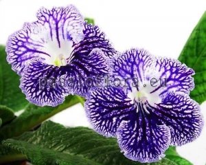 Streptocarpus Seeds DEM-VENICE x other hybrids