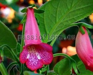 Sinningia Seeds SL'S TARZAN x other hybrids