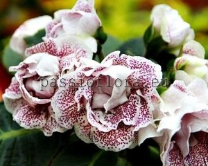 Gloxinia PF-GALILEO