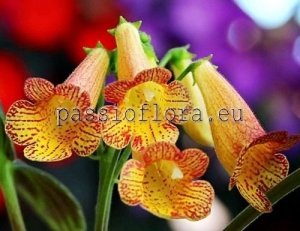 Smithiantha Seeds PF-ELIZABETH x other hybrids 