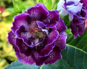 Gloxinia PF-DOUBLE CHERRY