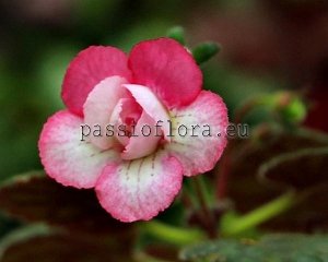 Mini Sinningia Seeds  SRG'S CARDINAL x other hybrids