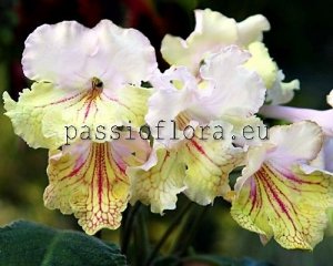 Streptocarpus Seeds OD-SOUVENIR FROM ODESSA x other hybrids