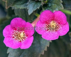 Achimenes RF'S GOOD BOY