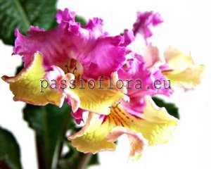 Streptocarpus Seeds DS-922 x other hybrids