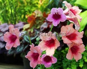 Streptocarpus Seeds  VMEE'S MIMOSA x other hybrids