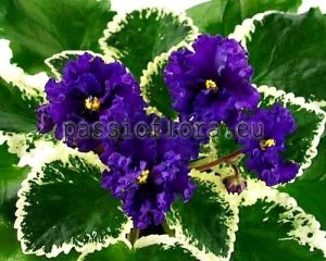 African Violet Seeds LE-AISHA x other hybrids 