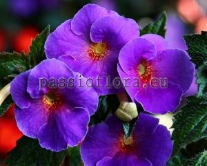 Achimenes Seeds ARLETTA BLUE x other hybrids