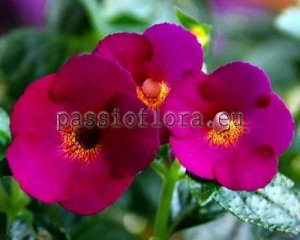Achimenes Seeds CLARET x other hybrids