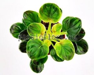 African Violet Seeds OS-DJUNGARIAN x other hybrids