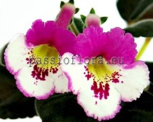 Mini Sinningia Seeds SRG'S SIGUN x other hybrids