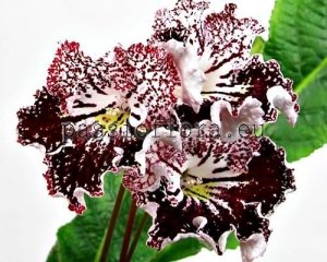 Streptocarpus Seeds UA-RETRO x other hybrids