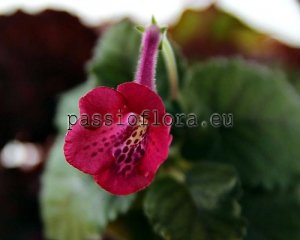 Mini Sinningia  BAL-GERA