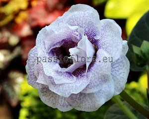 Gloxinia PF-NOSTALGIA