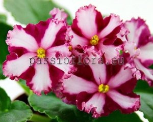 African Violet Seeds MALTIYSKIY ORDEN x other hybrids