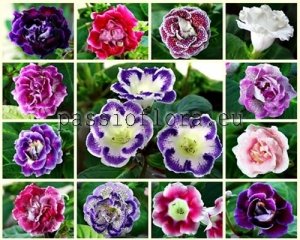 Gloxinia Tuber 5 pcs. from Passioflora's Seedlings