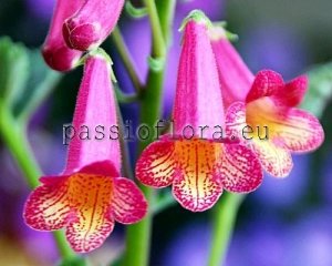 Smithiantha Seeds PF-HARMONY x other hybrids