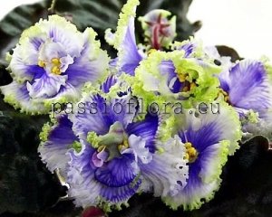 African Violet Seeds LF-ICE PATTERNS x other hybrids 