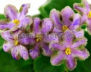 African Violet DN-LAKRICHNAYA KARAMEL