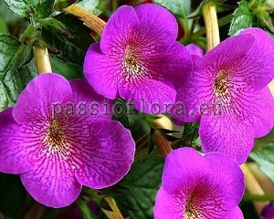 Achimenes Seeds EUFORIC DANCE x other hybrids