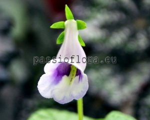 Sinningia  MALU'S MAIDEN VOYAGE