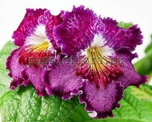 Streptocarpus Seeds OD-GAME OF IMAGINATION x other hybrids