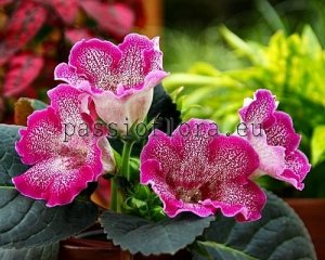 Gloxinia Seeds PF-CARMEN x other hybrids