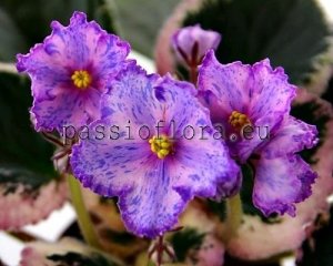 African Violet Seeds LE-RAFAEL x other hybrids