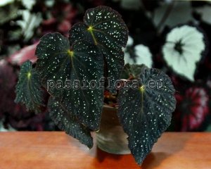 Begonia DS-COSMO