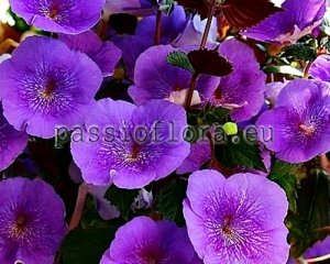 Achimenes Seeds SERGE'S REVELATION x other hybrids 