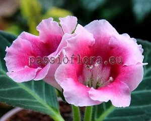 Gloxinia Tuber Passioflora Seedling No 4